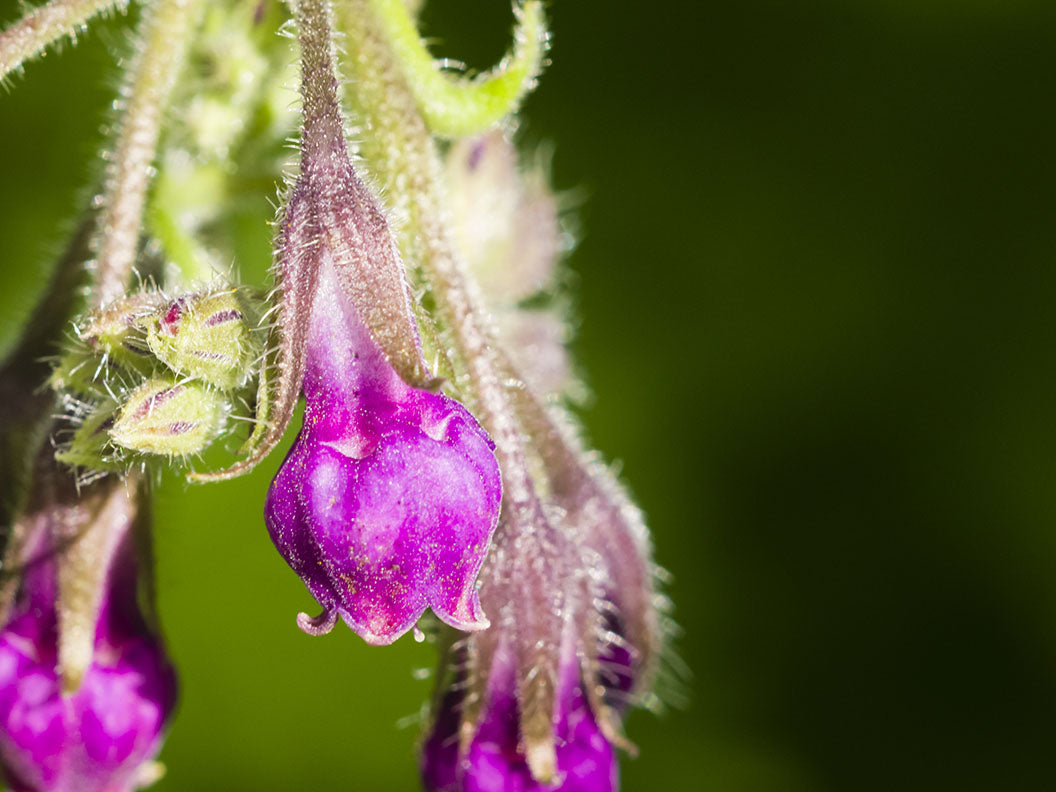Allantoin