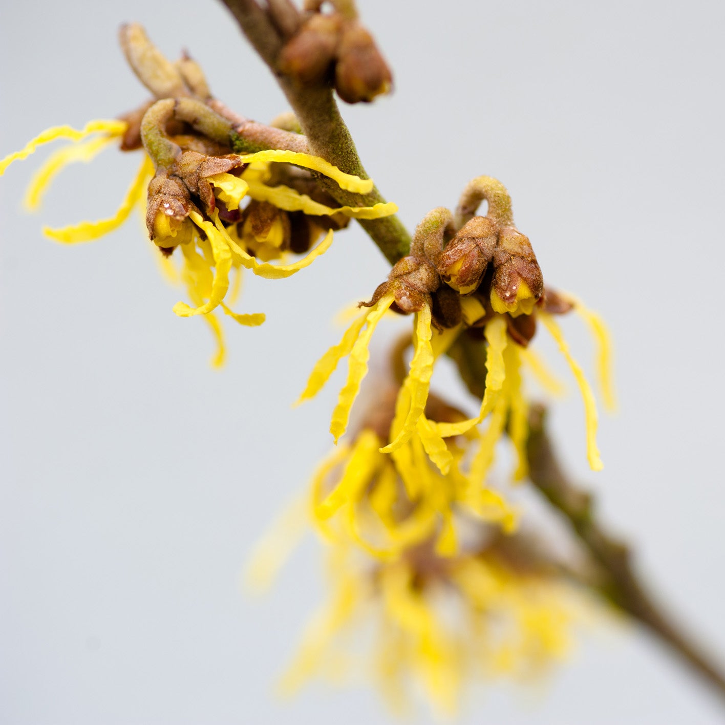 Witch Hazel