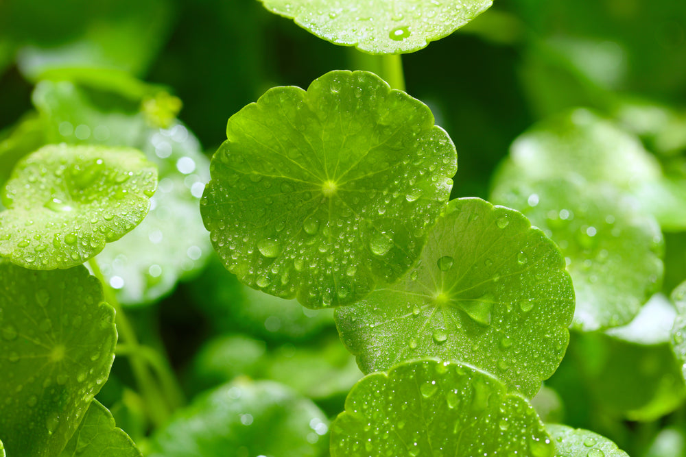 Centella Asiatica