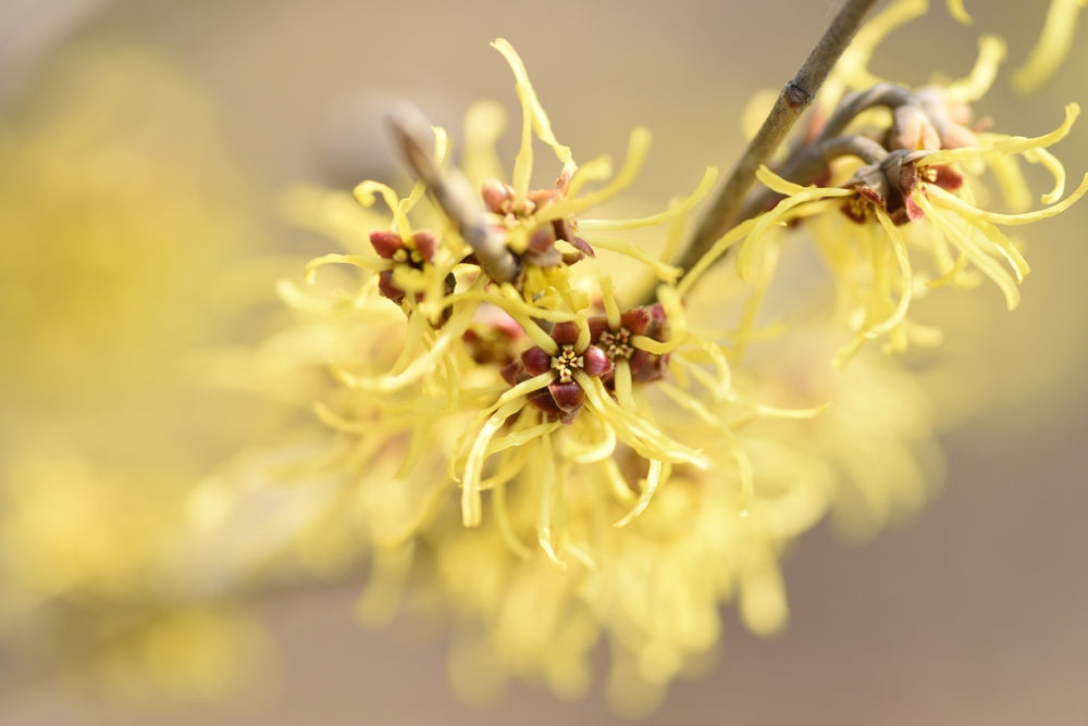 Witch Hazel